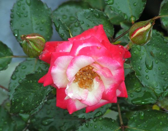 Baldo Villegas photo bv2014_07030007_zps89947ed3.jpg